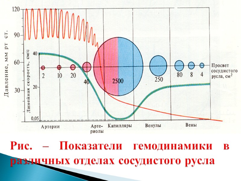 Рис. – Показатели гемодинамики в различных отделах сосудистого русла